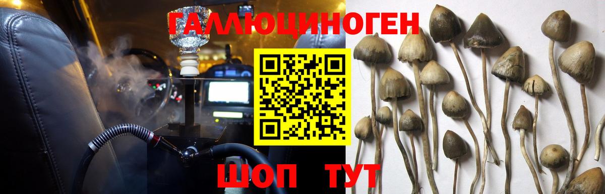 Псилоцибиновые грибы Psilocybe Кольчугино